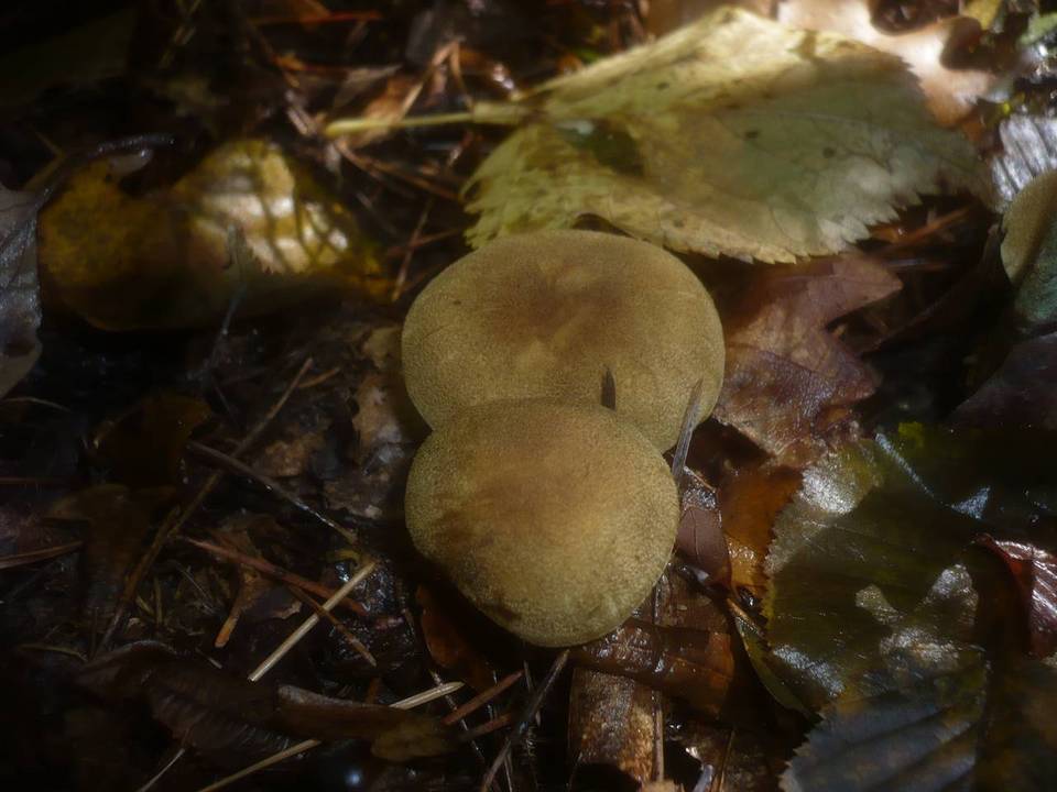 Cortinarius melanotus image