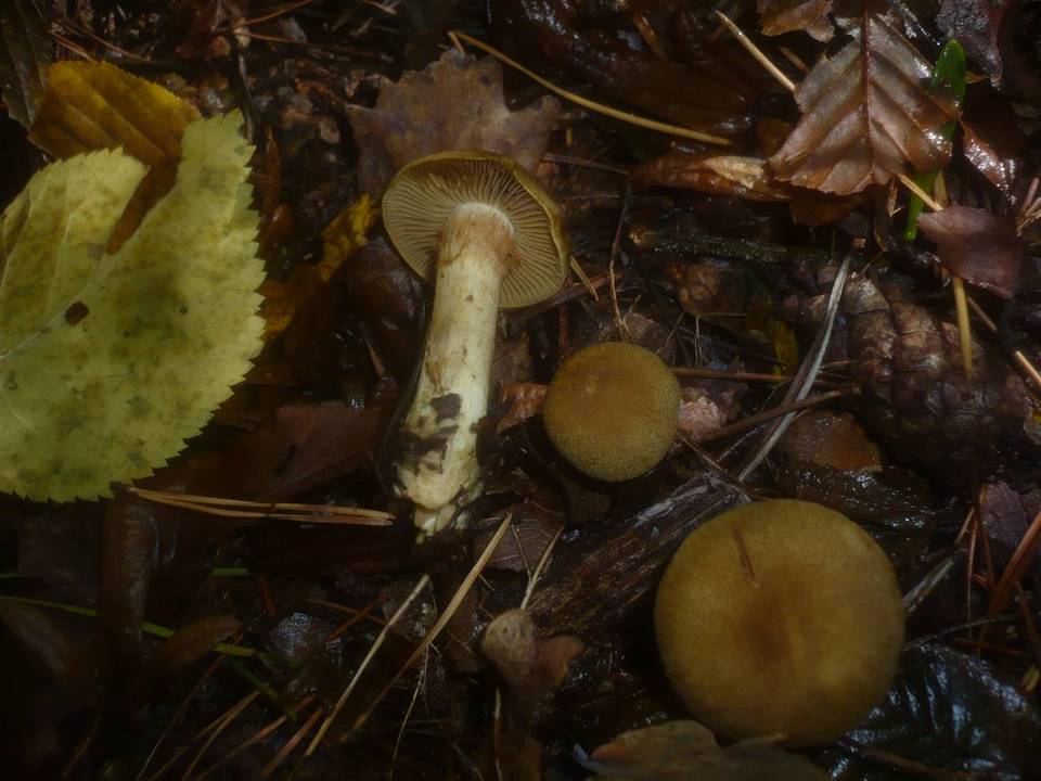 Cortinarius melanotus image