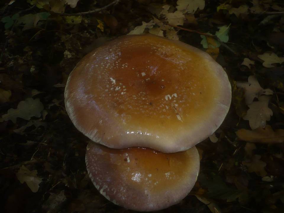 Cortinarius praestans image
