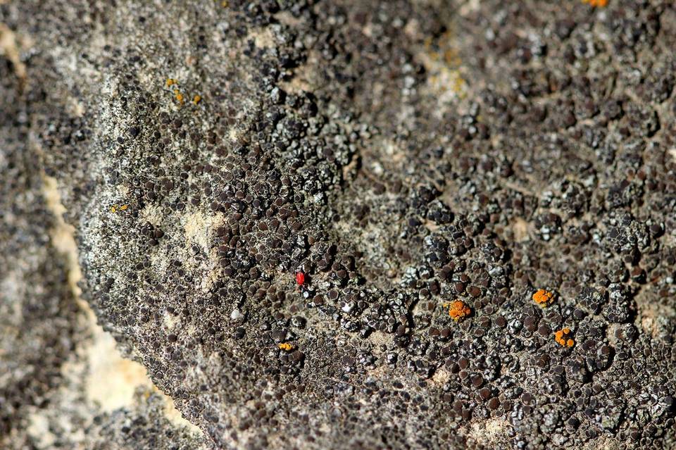 Halecania pepegospora image