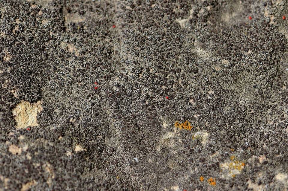 Halecania pepegospora image