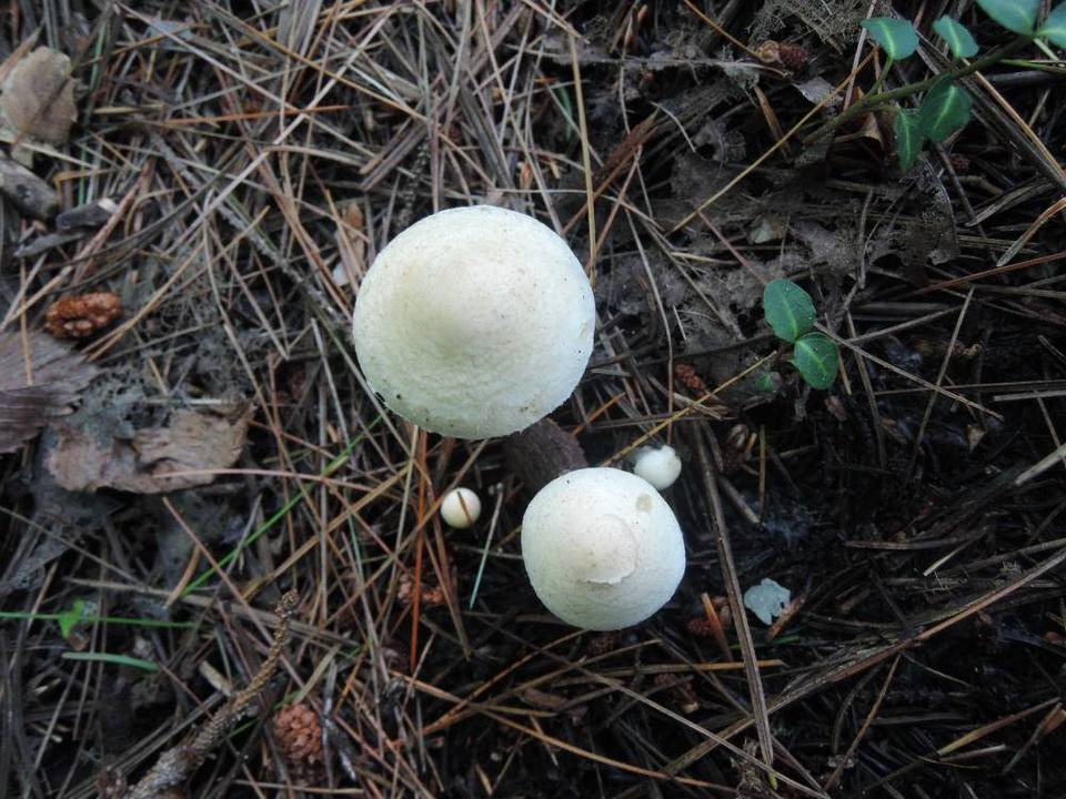 Inocybe umbratica image