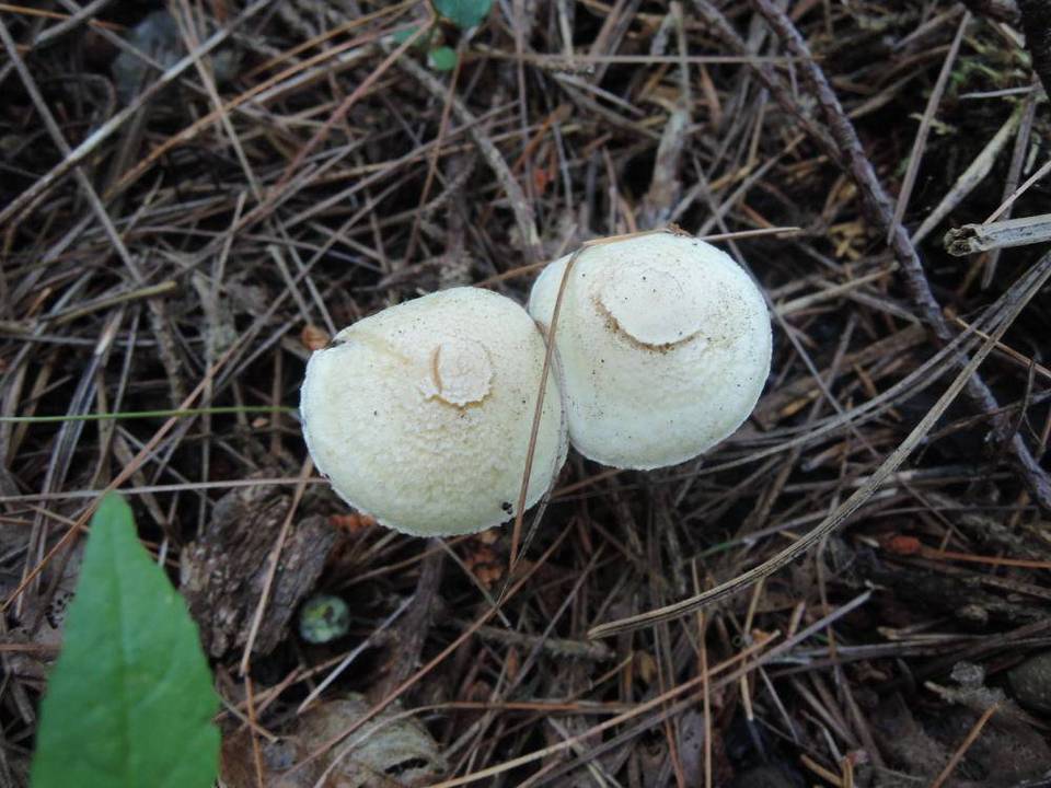 Inocybe umbratica image