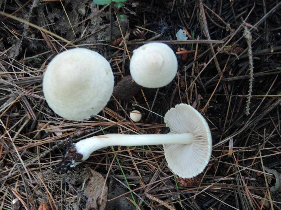 Inocybe umbratica image