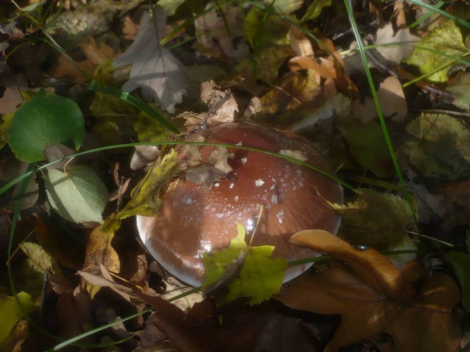 Cortinarius praestans image