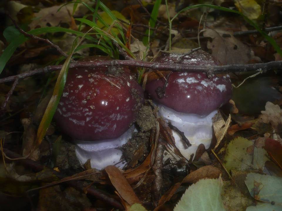 Cortinarius praestans image