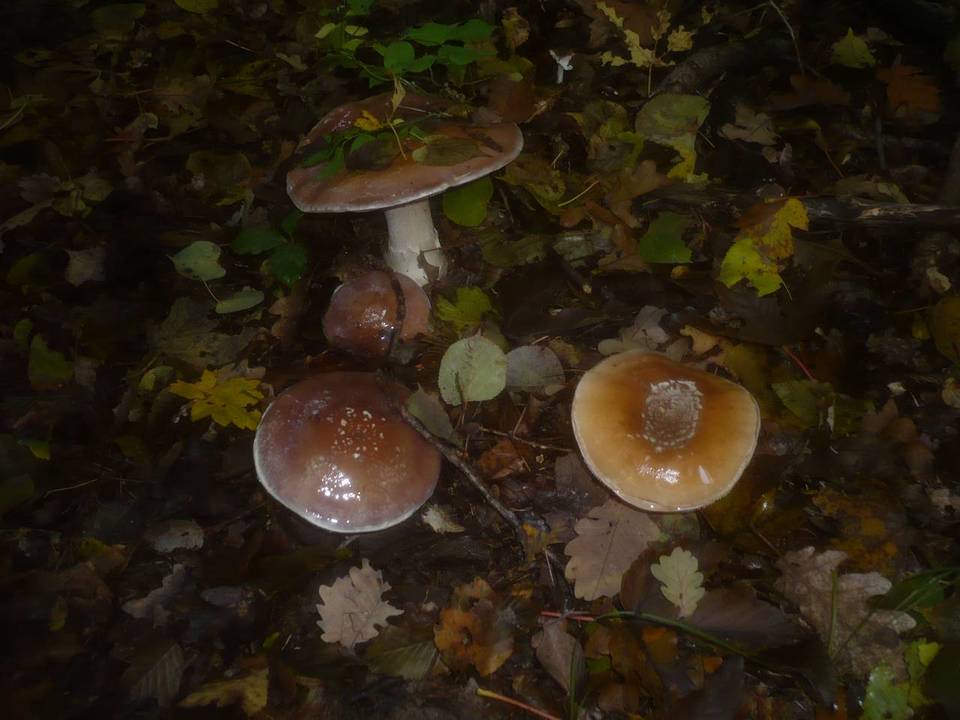 Cortinarius praestans image