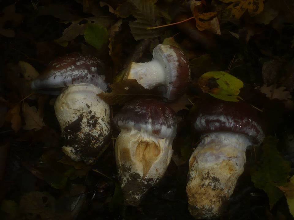 Cortinarius praestans image