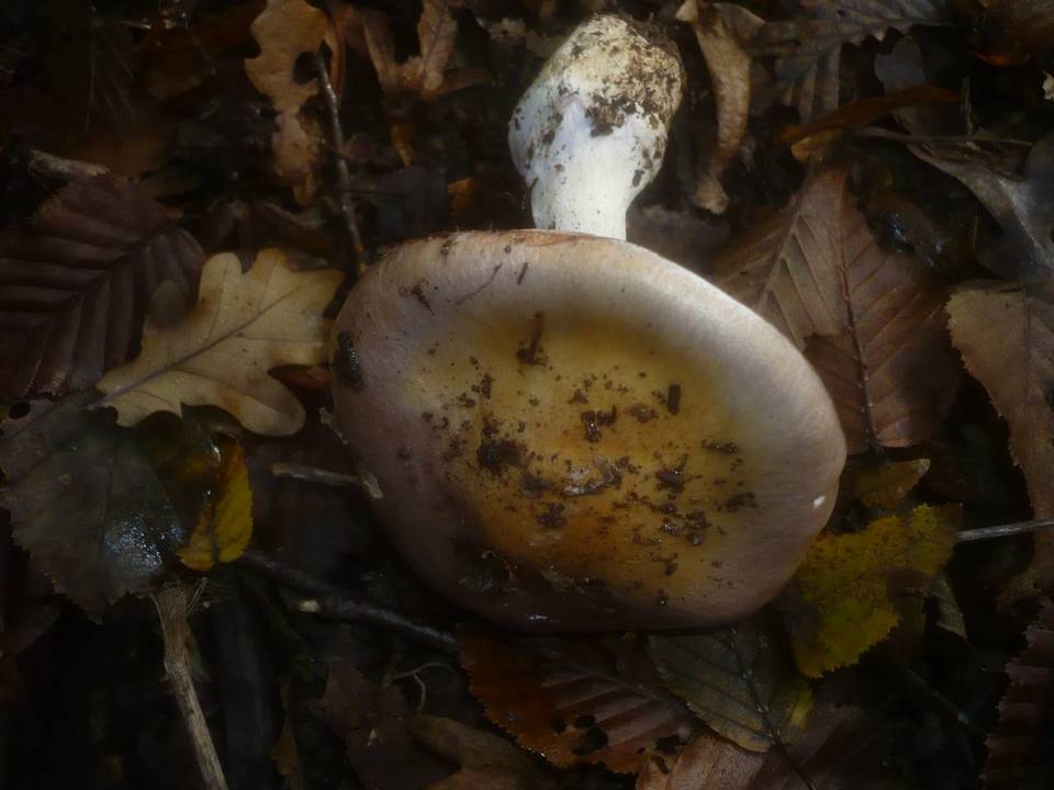 Cortinarius saporatus image