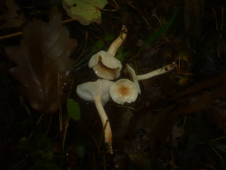 Hygrophorus carpini image