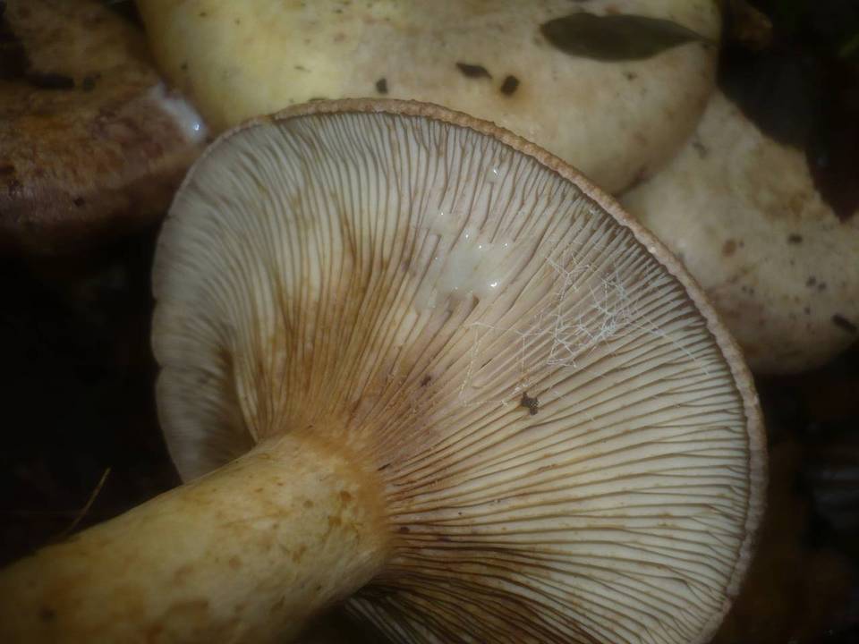 Lactarius luridus image
