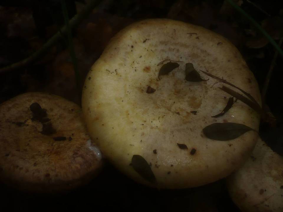 Lactarius luridus image