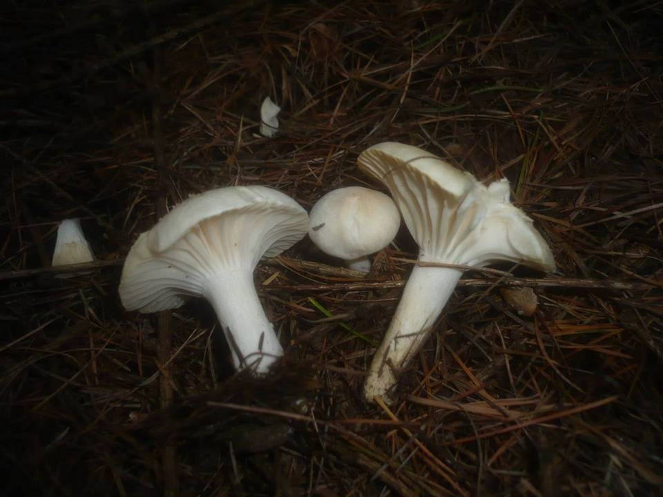 Hygrophorus queletii image