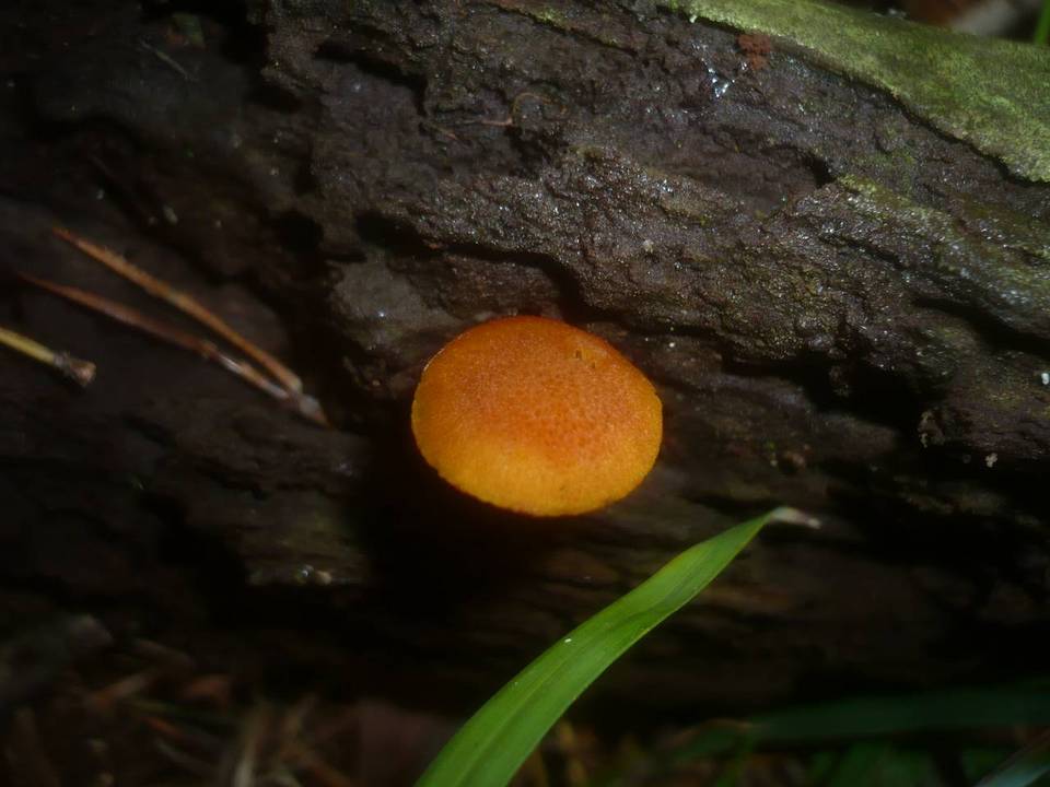 Flammulaster granulosus image