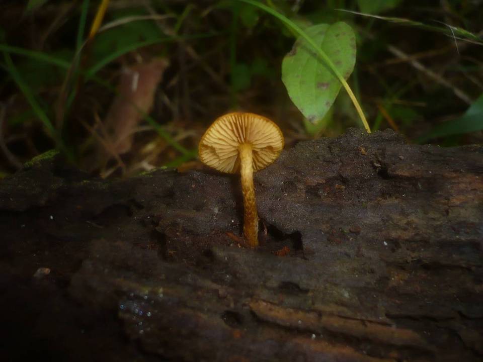 Flammulaster granulosus image