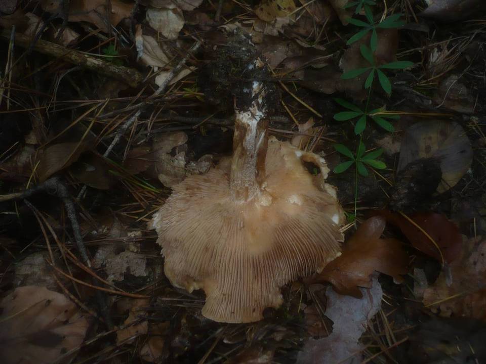 Hebeloma laterinum image