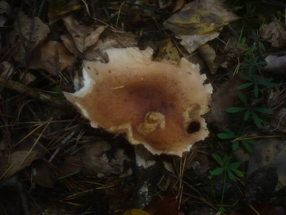 Hebeloma laterinum image