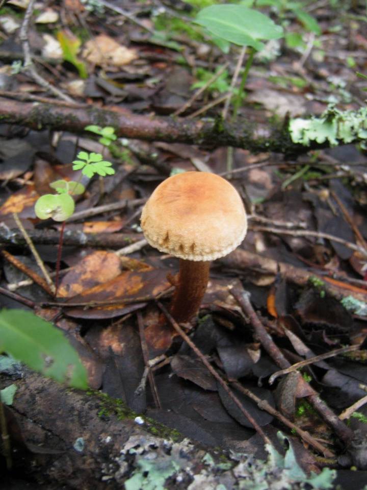 Tricholoma psammopus image