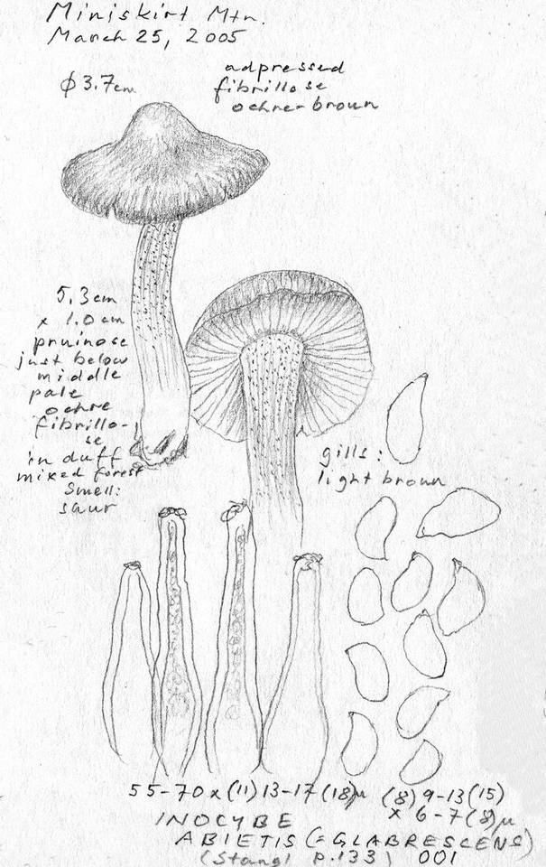 Inocybe abietis image