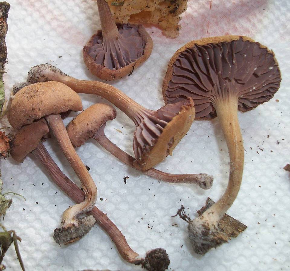 Laccaria vinaceobrunnea image
