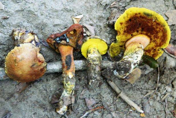 Boletus poikilochromus image