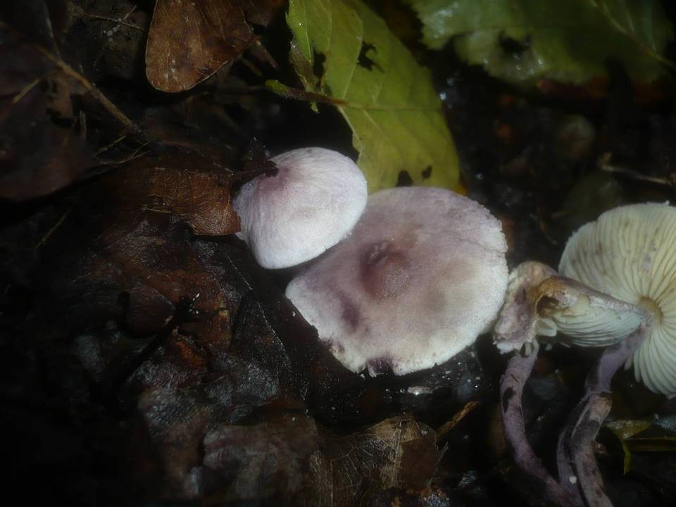 Cystolepiota bucknallii image