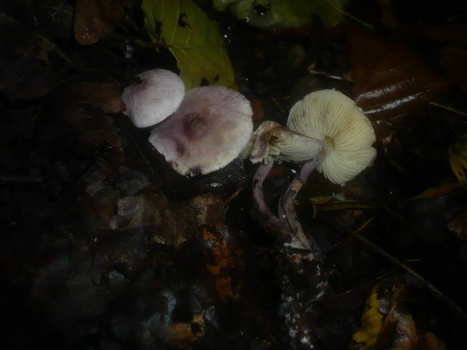 Cystolepiota bucknallii image