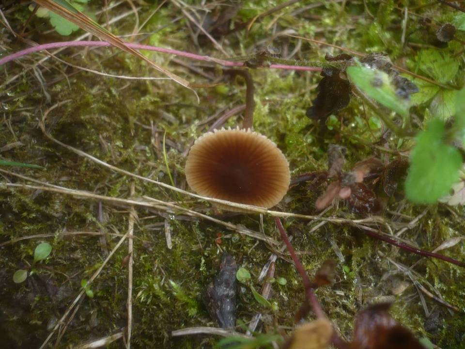 Macrocystidia cucumis f. minor image