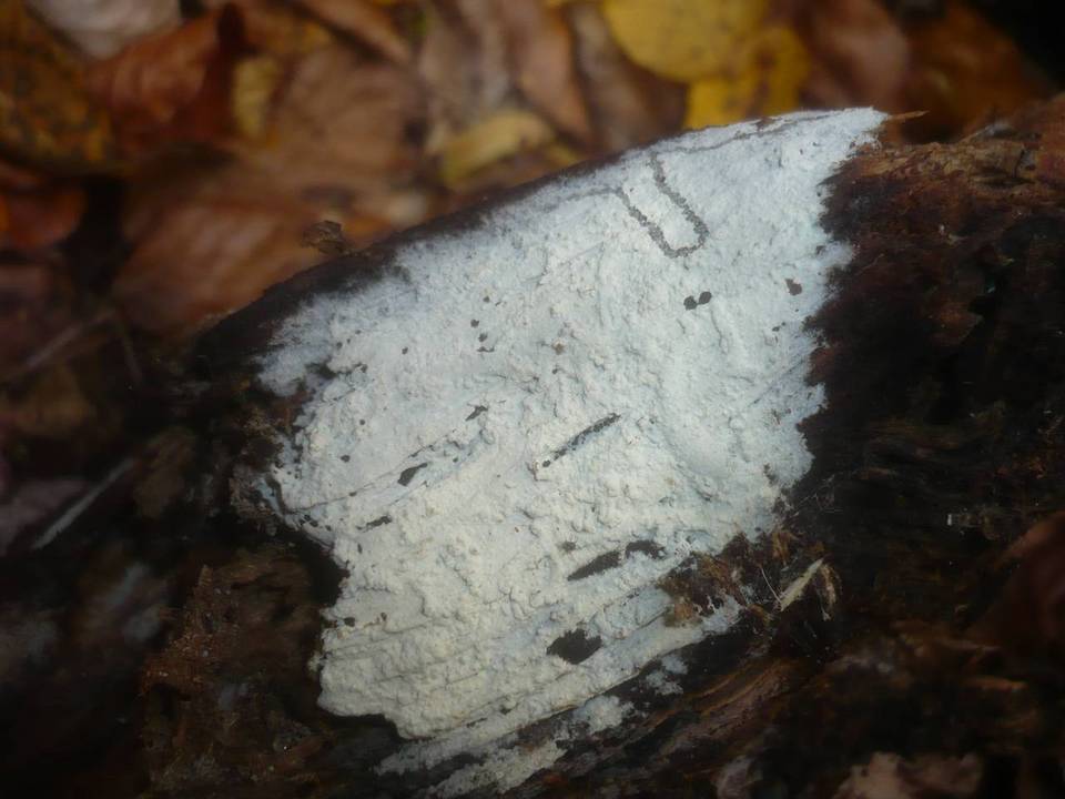 Botryobasidium image