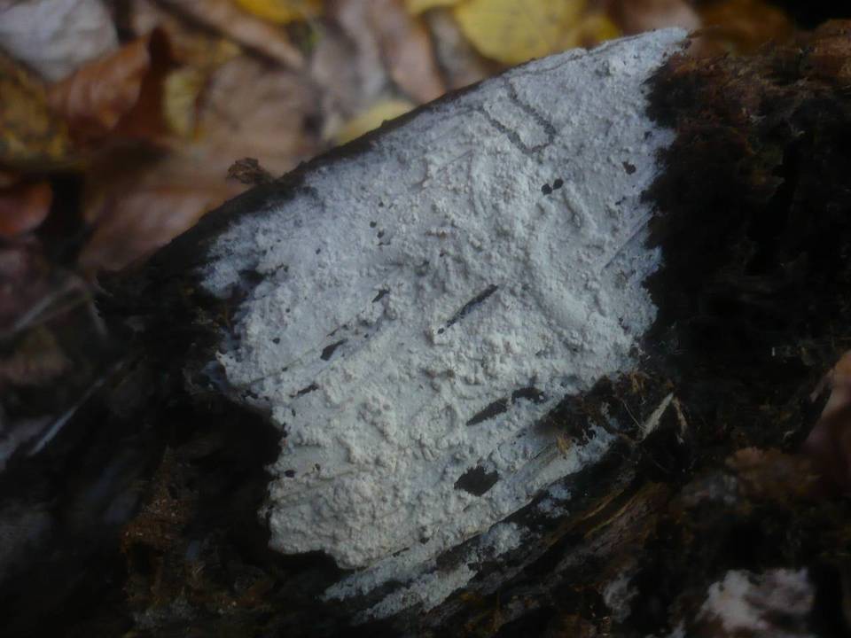 Botryobasidium image