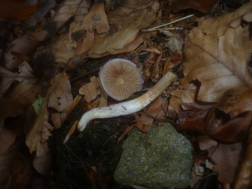 Cortinarius croceocaeruleus image
