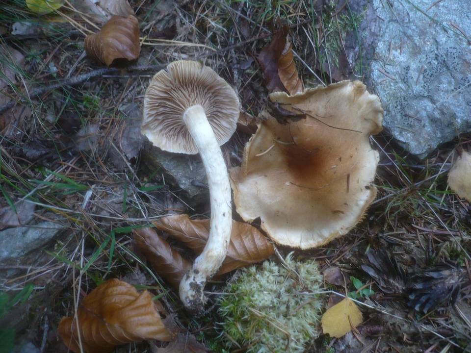 Cortinarius papulosus image