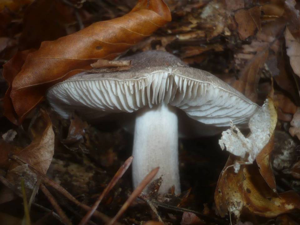 Tricholoma sciodes image