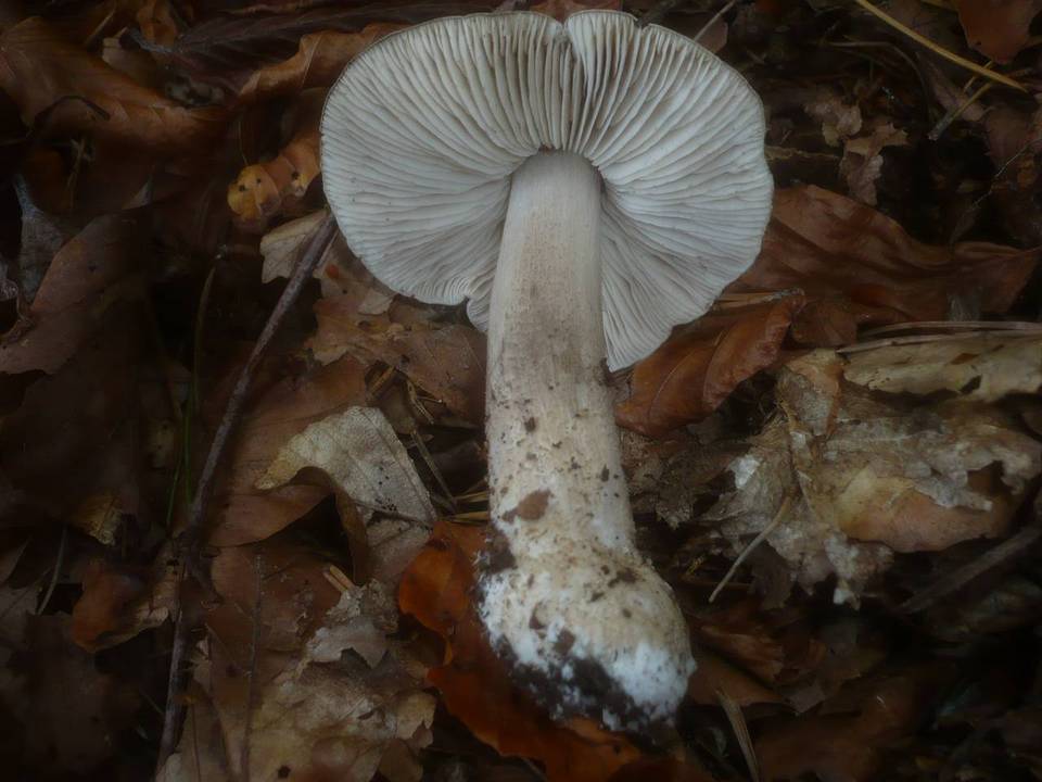 Tricholoma sciodes image