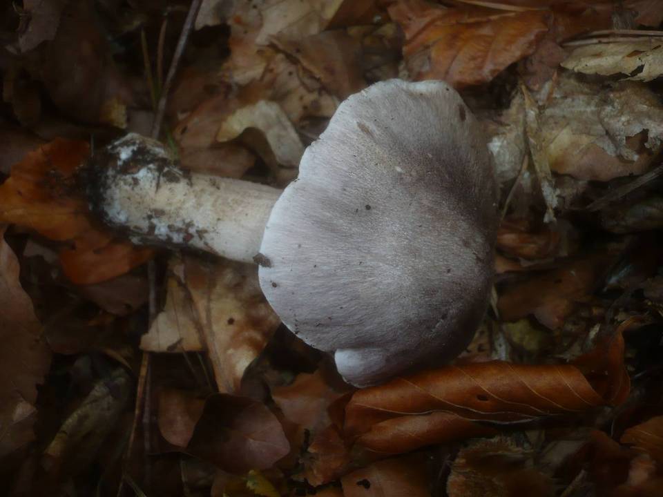 Tricholoma sciodes image