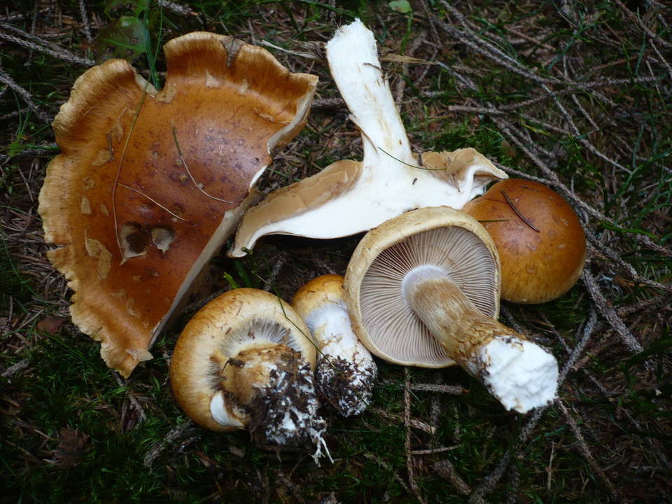 Cortinarius saginus image