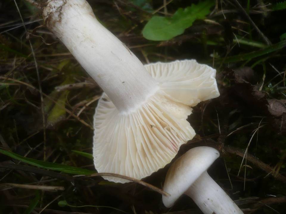Cuphophyllus berkeleyi image