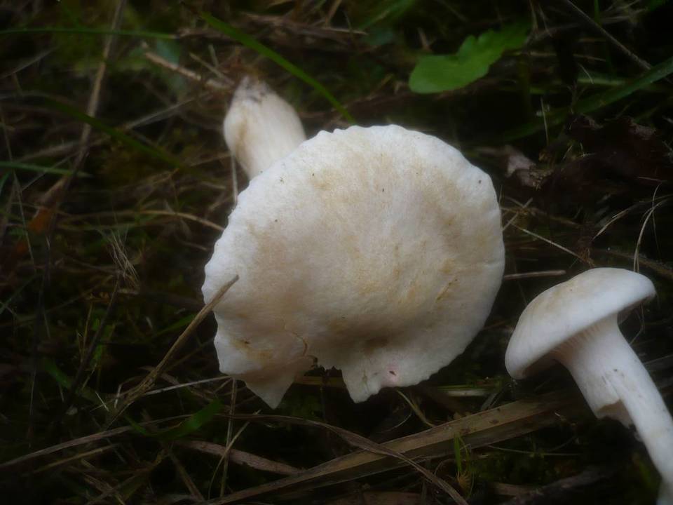 Cuphophyllus berkeleyi image