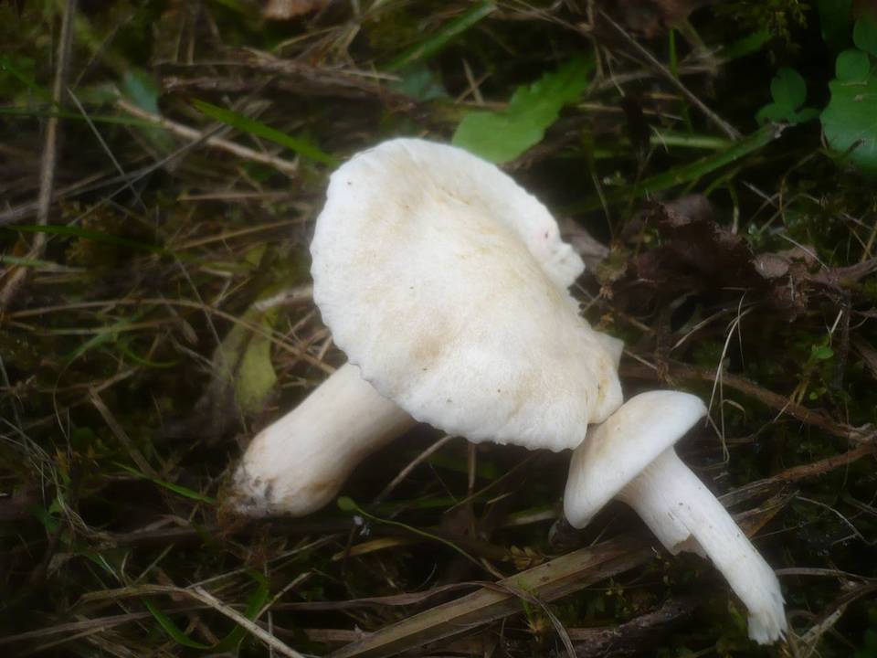 Cuphophyllus berkeleyi image
