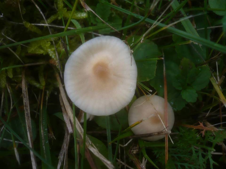 Cuphophyllus fuscescens image