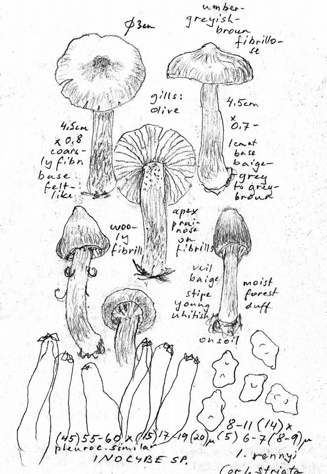 Inocybe rennyi image