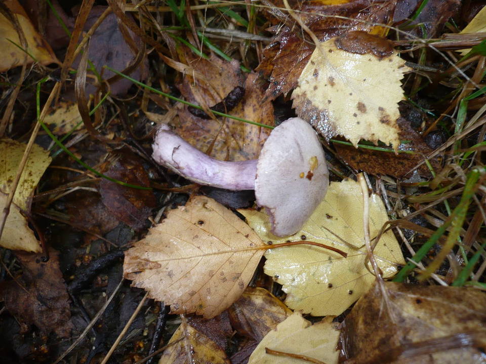 Cortinarius subporphyropus image