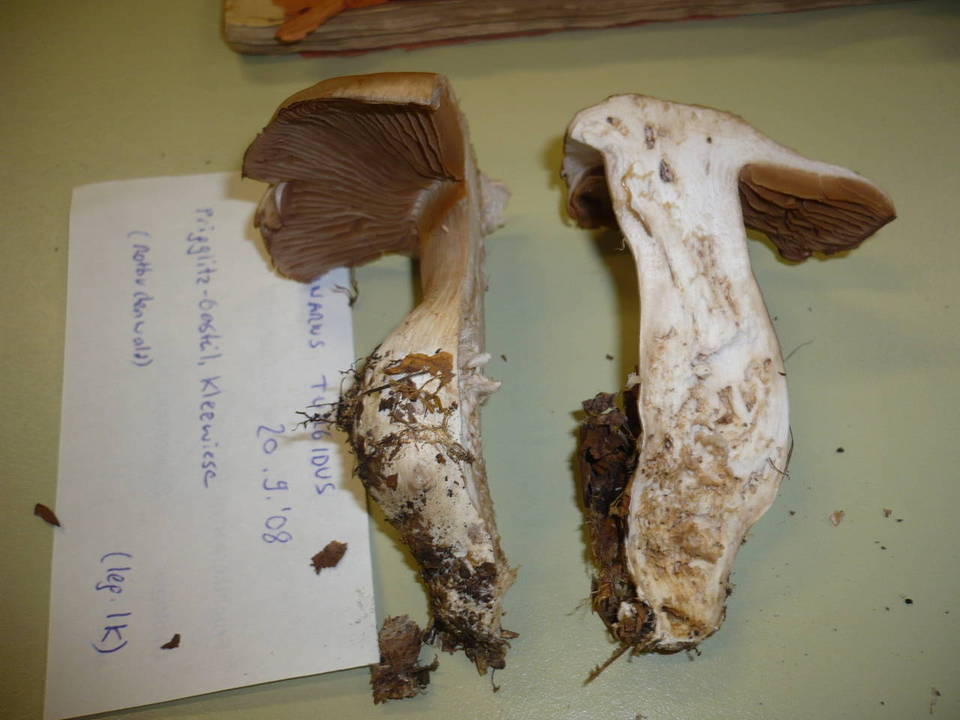 Cortinarius turgidus image