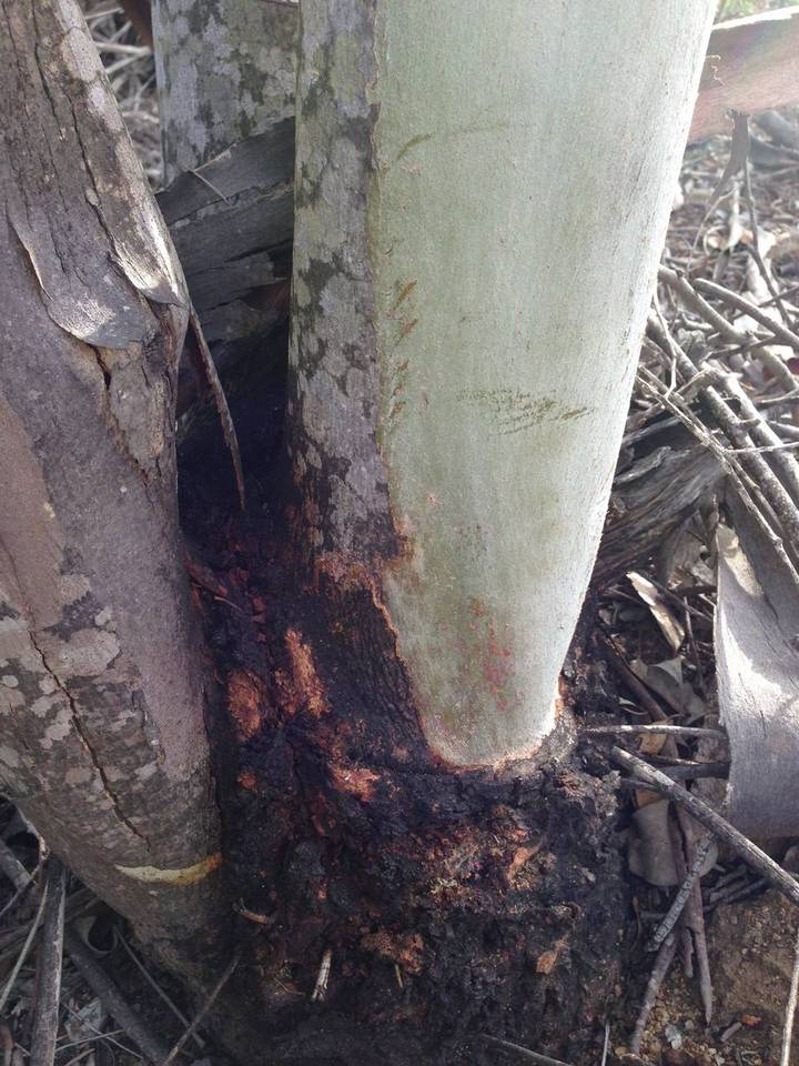 Cryphonectria cubensis image