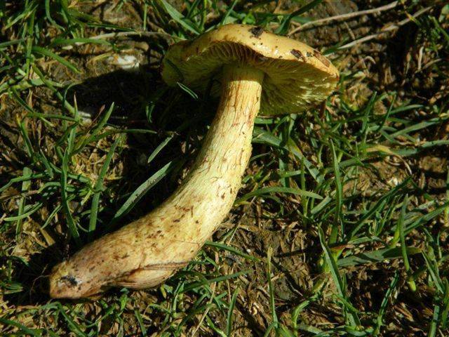 Cortinarius meinhardii image