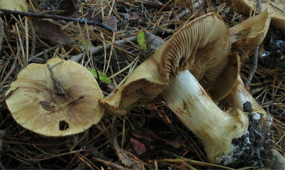 Cortinarius flavovirens image