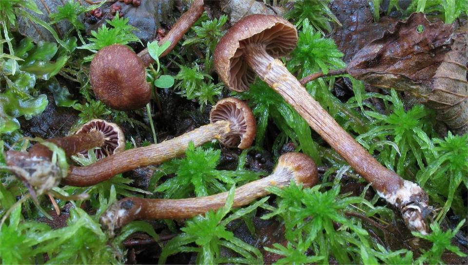 Cortinarius helvelloides image