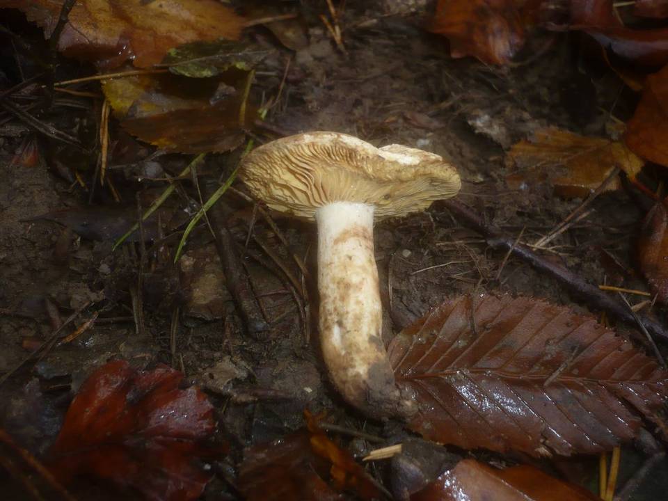 Lactarius acris image