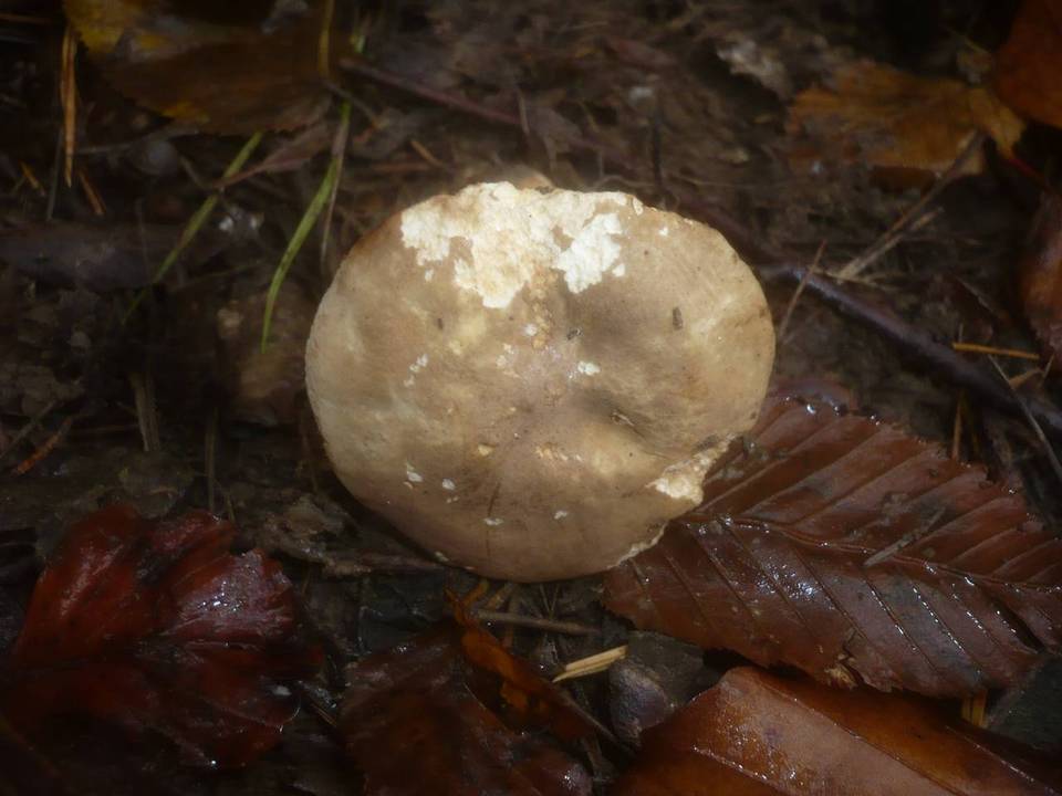 Lactarius acris image