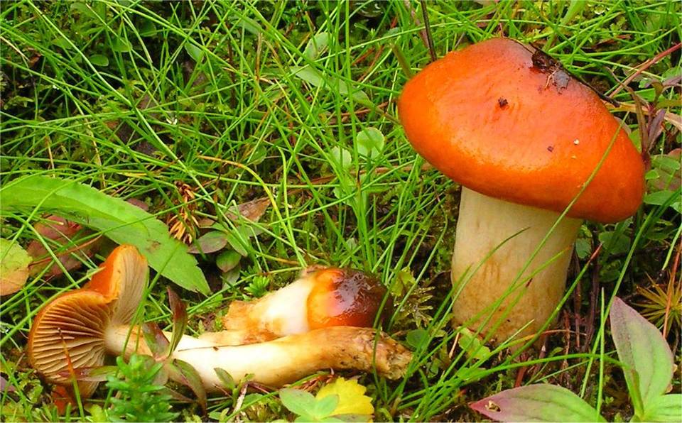 Cortinarius septentrionalis image